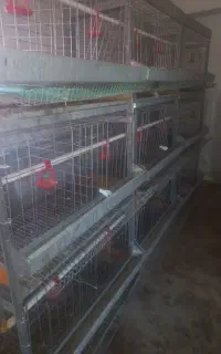 قفس مرغ تخم گذار