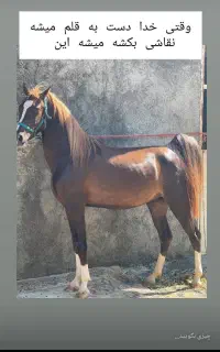 سیلمی دره شور دوسر چاپار از خون شاهزاده سین