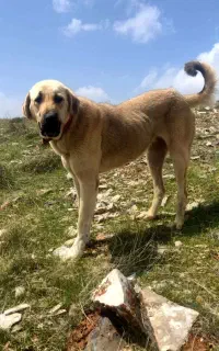 سگ پژدر ماده