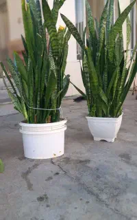 فروشی گل سانسوریا پرورش خانگی