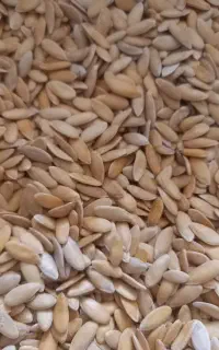 تخمه خربزه شسته شده بدون پوچی تمیز ویکدست