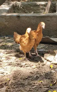 جوجه محلی