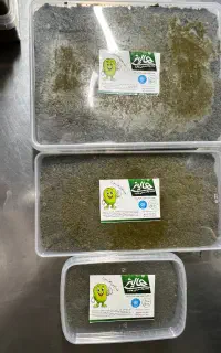 سبزی قرمه سرخ شده درجه ۱