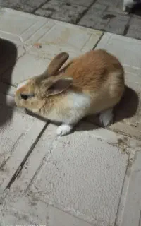 خرگوش ماده