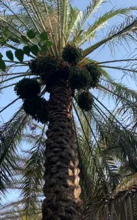 خرما