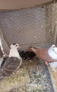 کفتر جوجه کلاغ کله سفید چپ و کله زرد