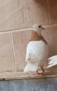 کبوتر طوقی