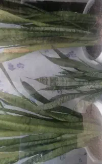 سه عدد گلدان