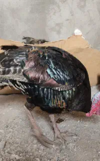 بوقلمون محلی