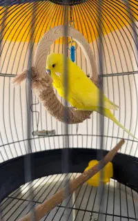 پرنده
