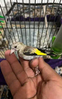 جوجه سهره