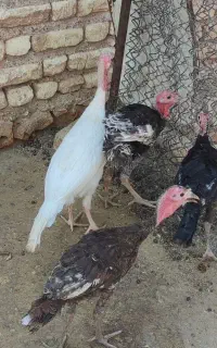 فروش بوقلمون.