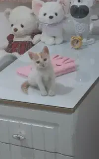 بچه گربه