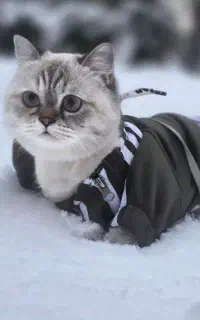 گربه