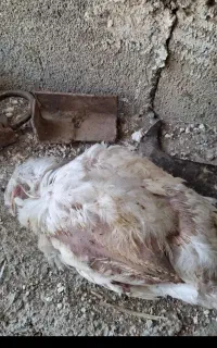 تلفات مرغ