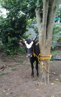 ورزاکوله چالوسی