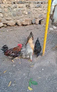 فروش مرغ و خروس