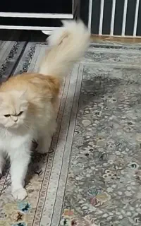 گربه پرشین