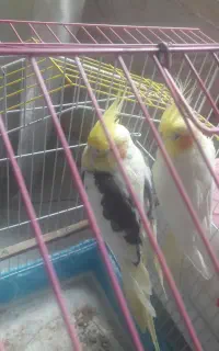 عروس هلندی مولد با شش تا تخم