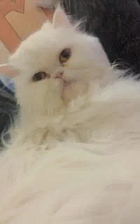 گربه خانگی
