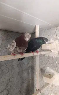 پرنده