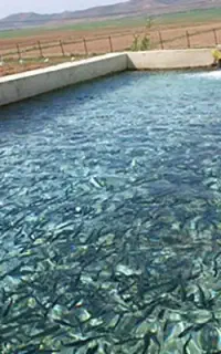 خانواده جهت پرورش ماهی در آمل