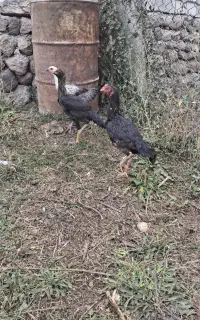 ۲عددمرغ‌لاری‌