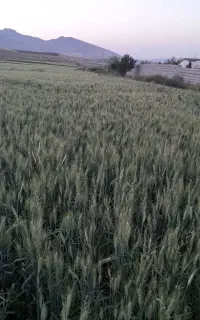 گندم آبی رقم پیشگام