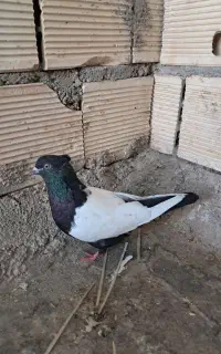 سینه ای ماده