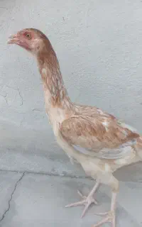 تیشت