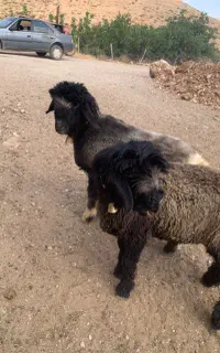 ۷ راس بره نر روزگاری