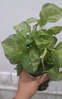 قلمه پتوس