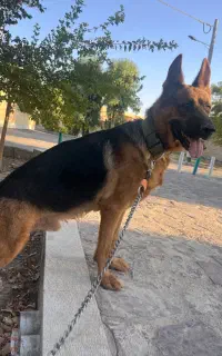 سگ ژرمن