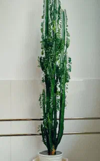 گل کاکتوس