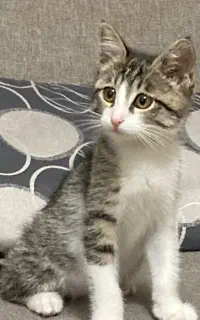گربه سه ماهه