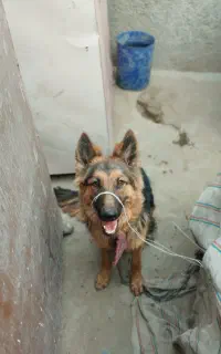 سگ ژرمن