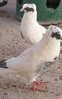 شاپر.کبوتر.خال.طوقی.