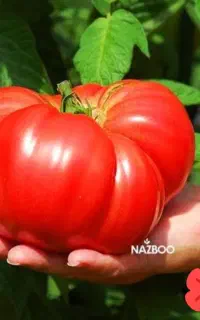 شتل گوجه کوردی .گلدانی .گلخانه ای . سبدی در گهواره