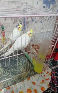 عروس هلندی