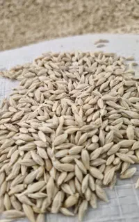 فروش جو محلی
