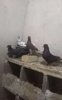 کفتر