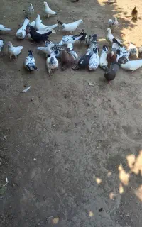 کبوتر پرشی