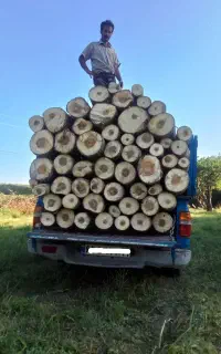 خرید انواع چوب صنوبر بیت نال وچوب خشک و