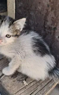 گربه دوماهه خانگی