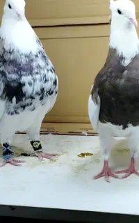 کبوتر طوقی