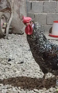 فروش یا معاوضه با مرغ