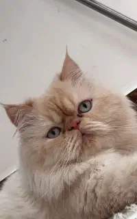 گربه پرشین گارفیدی فلت نر