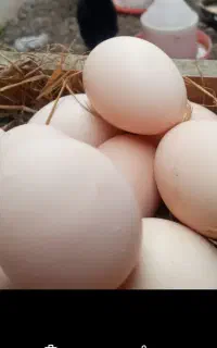 تخم مرغ محلی