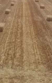 پرس گندم پر خوشه