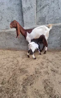 بز هول